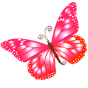 butterfly_pink