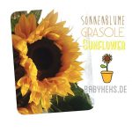 sonnenblume