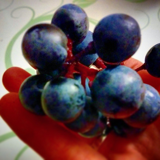 #Dornfelder #Weintrauben sind einfach extrem lecker. Da schmeckt man förmlich wie der #Wein sein würde ;-) #dieschönepfalz
