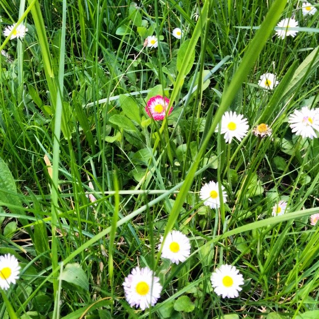 Wunderschöner Wildwuchs im Garten ;-) Jedoch nicht sicher vor Babykeks' Pflückdrang...