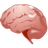 brain