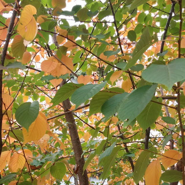 Vom satten Sommergrün zum goldenen #Herbst :-) #oktoberobsession #nofilter #Blätter