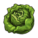 lettuce